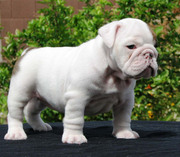 Beautiful And Cute English Bulldog Puppies For  Rehoming