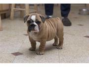 Healthy English Bulldog Puppies Available For Free (ADOPTION)