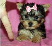 female Yorkshire Puppies ..