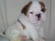 Home trained and health registered English bulldog puppy for a free ad