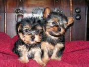 Charming Yorkie puppies Available 