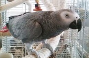 ADORABLE AFRICAN GREY PARROT