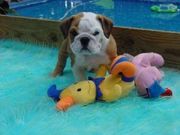 Lovely Akc English Bulldog Puppy For Adoption $150